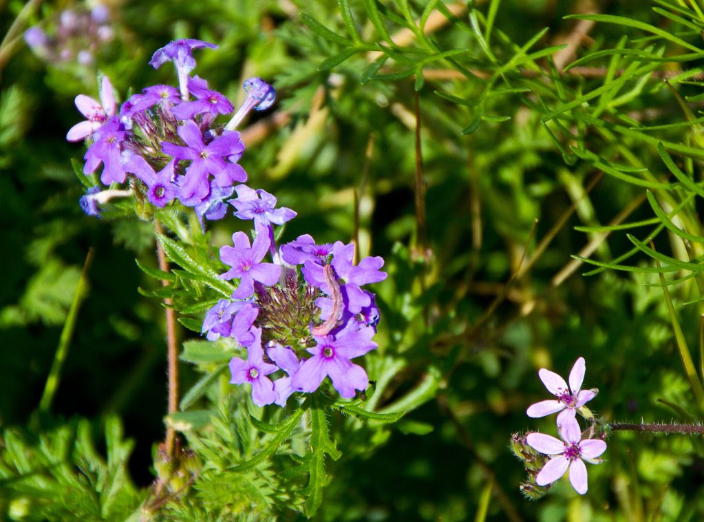 IMAGE: http://i602.photobucket.com/albums/tt108/ardeekay/IMG_0617_edited-1.jpg