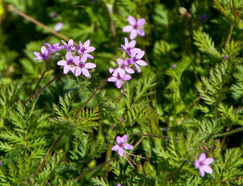 IMAGE: http://i602.photobucket.com/albums/tt108/ardeekay/IMG_0621_edited-1.jpg