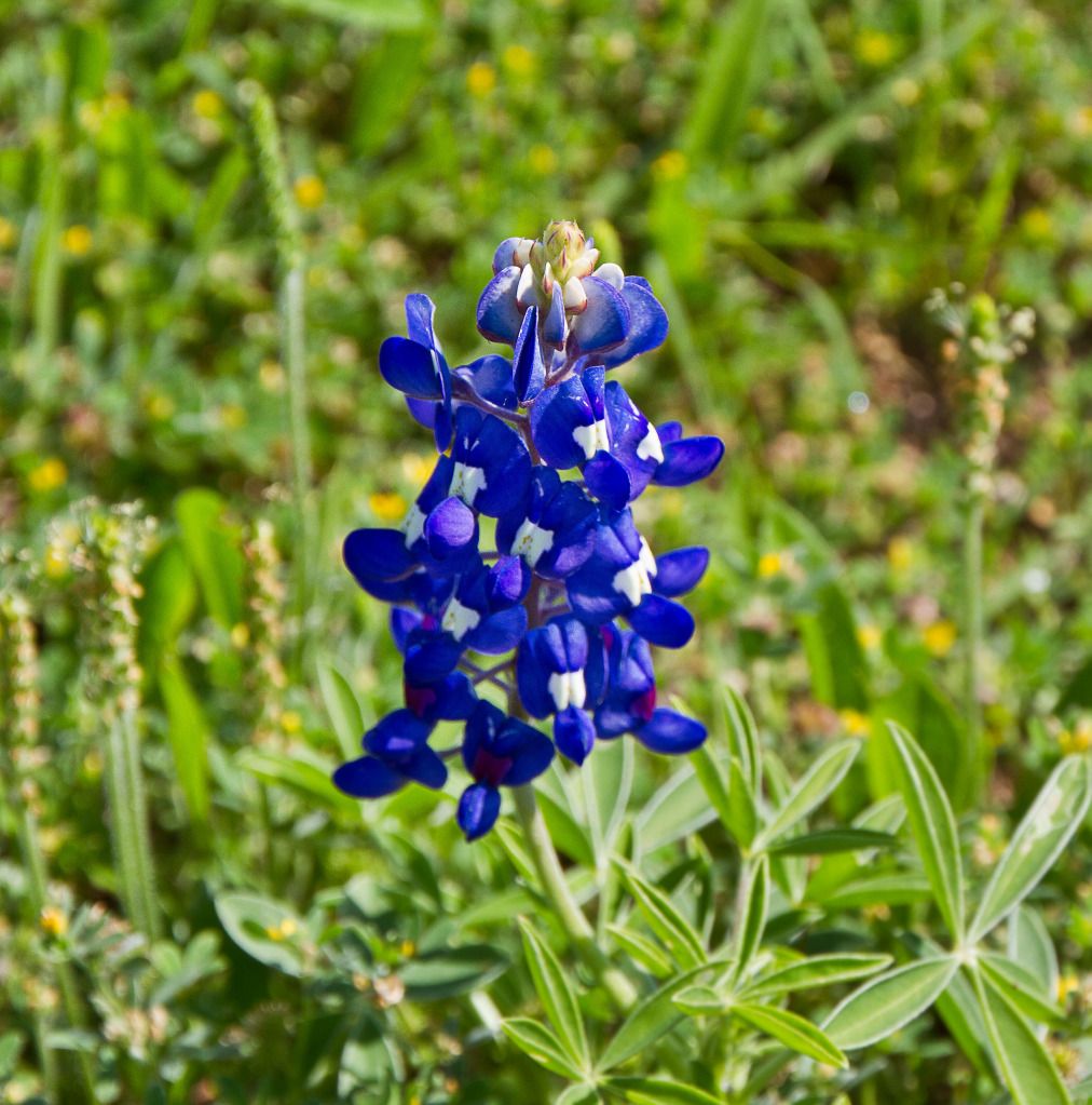 IMAGE: http://i602.photobucket.com/albums/tt108/ardeekay/IMG_0627_edited-1.jpg