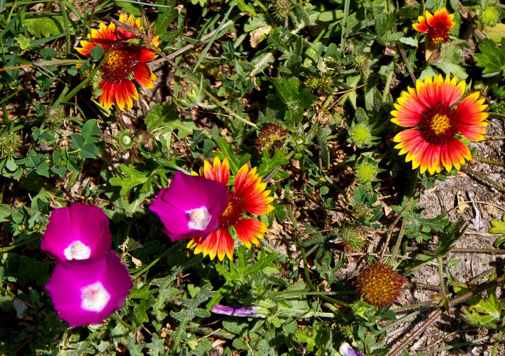 IMAGE: http://i602.photobucket.com/albums/tt108/ardeekay/IMG_0695_edited-1.jpg