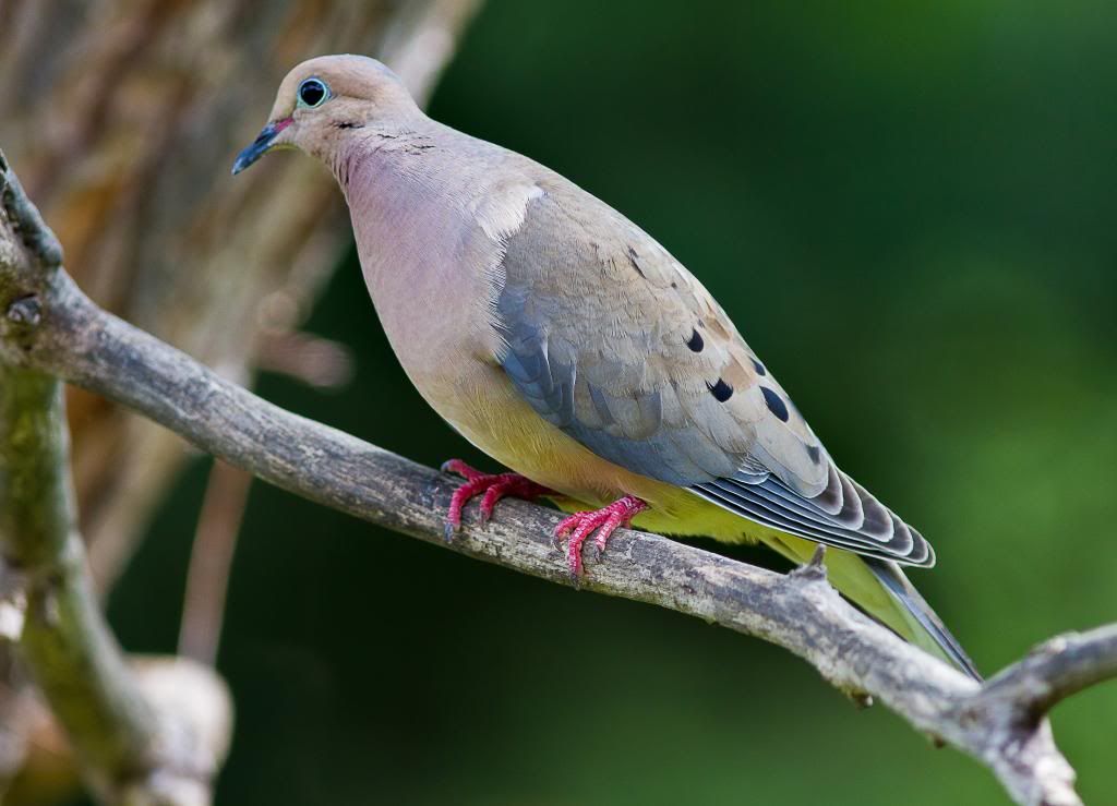 IMAGE: http://i602.photobucket.com/albums/tt108/ardeekay/IMG_5774-1_edited-2_zpsbbb0b54c.jpg