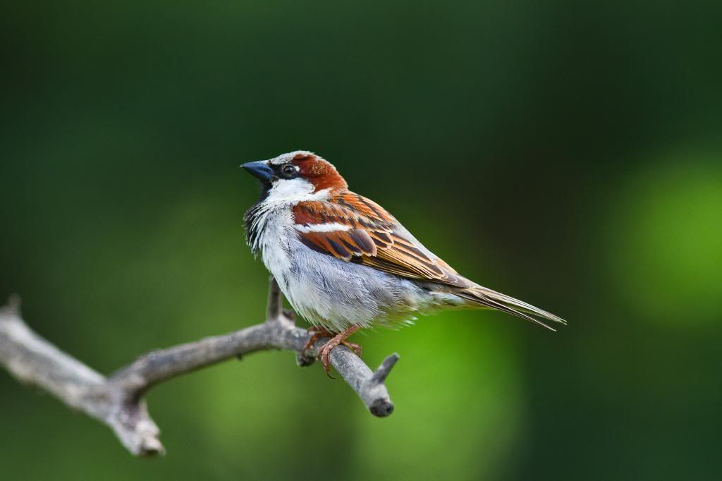 IMAGE: http://i602.photobucket.com/albums/tt108/ardeekay/IMG_5775-1_edited-2_zps00294265.jpg