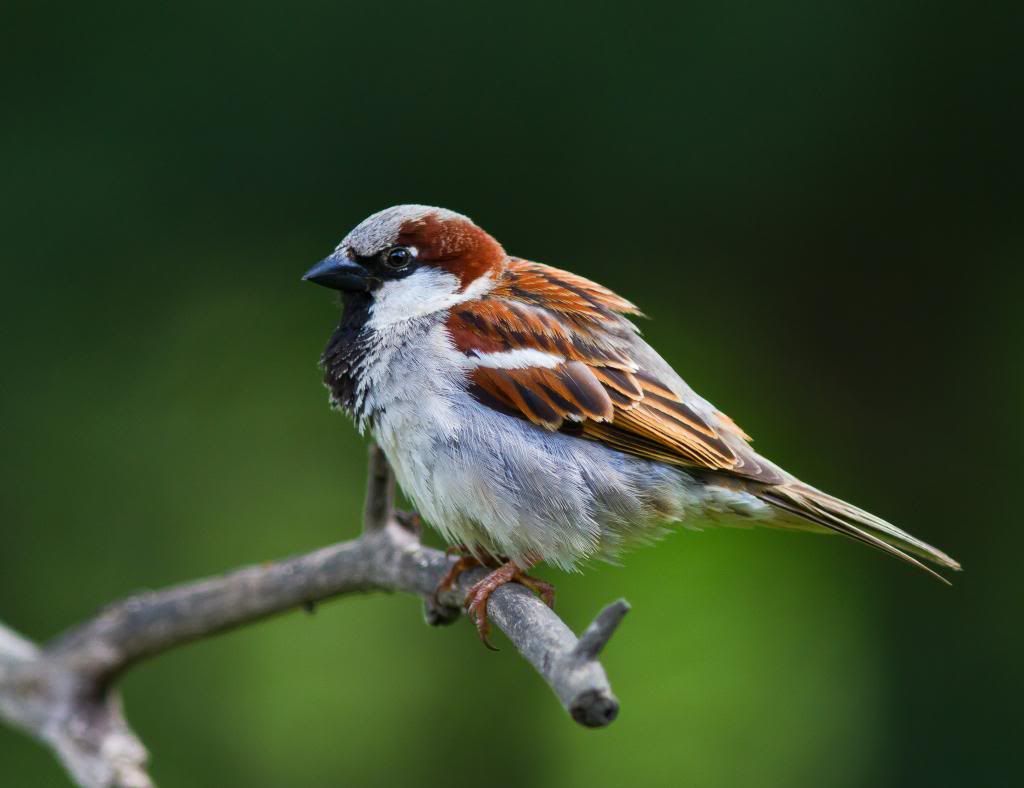 IMAGE: http://i602.photobucket.com/albums/tt108/ardeekay/IMG_5776-1_edited-2_zps5a00bc52.jpg