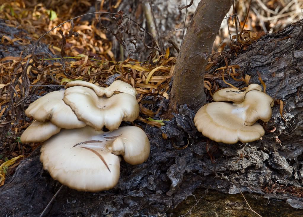 IMAGE: http://i602.photobucket.com/albums/tt108/ardeekay/IMG_8681_edited-1.jpg