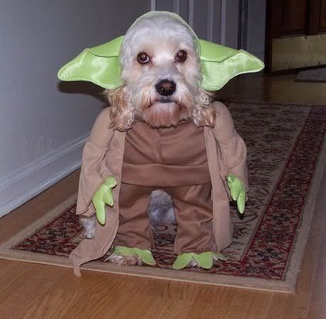 yoda-dog1.jpg