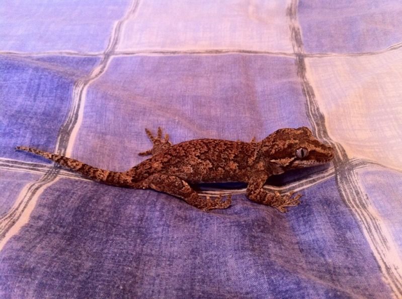 SE England Gargoyle Geckos For Sale Reptile Forums