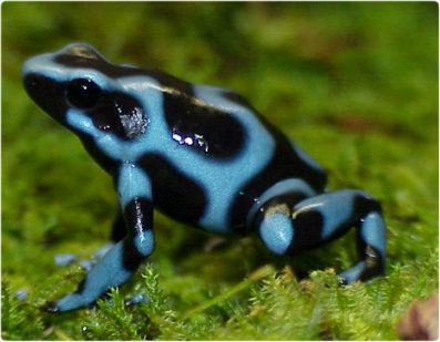 Blue Auratus
