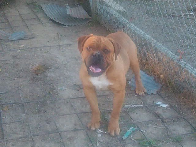 COCO