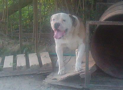 CHARLIE