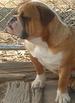BRADY
