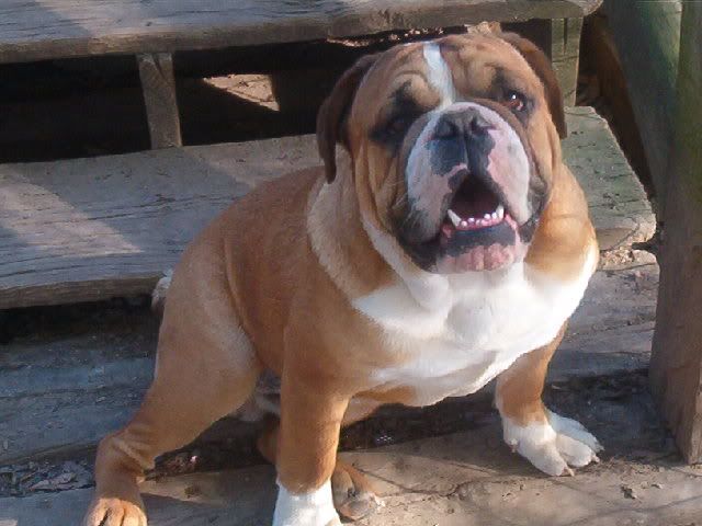 BRADY