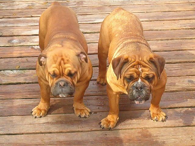 APPLE AND STELLA