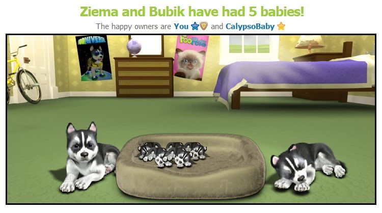 Ziema and Bubik puppies was born