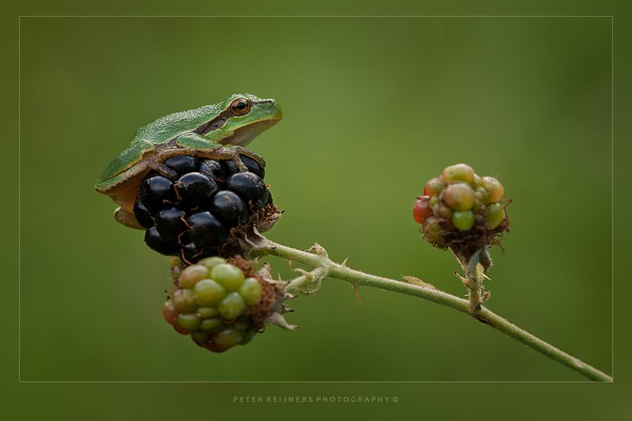 Fotografie