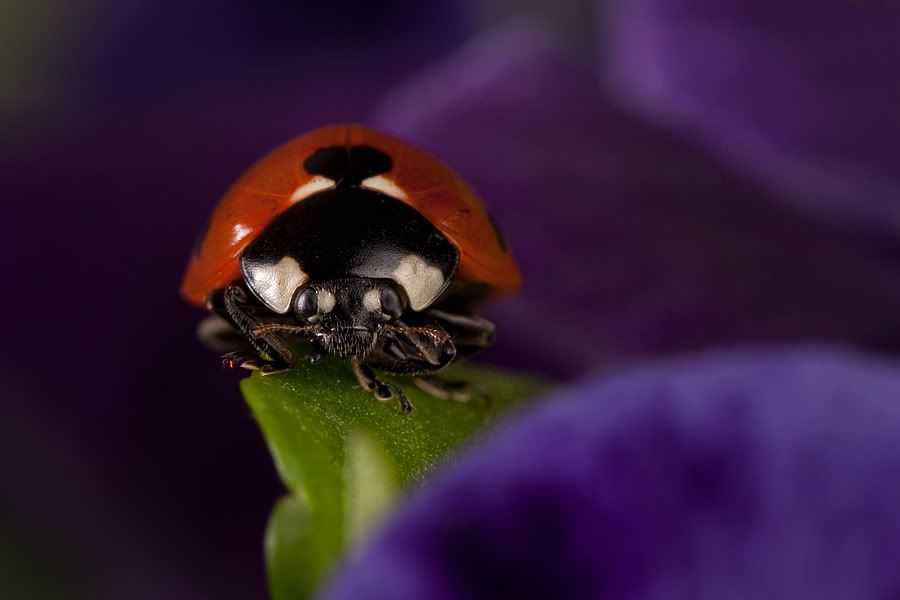 Fotografie