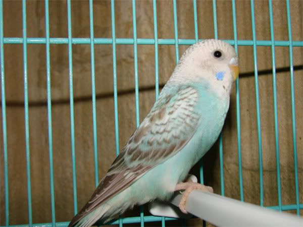 TICO1.jpg