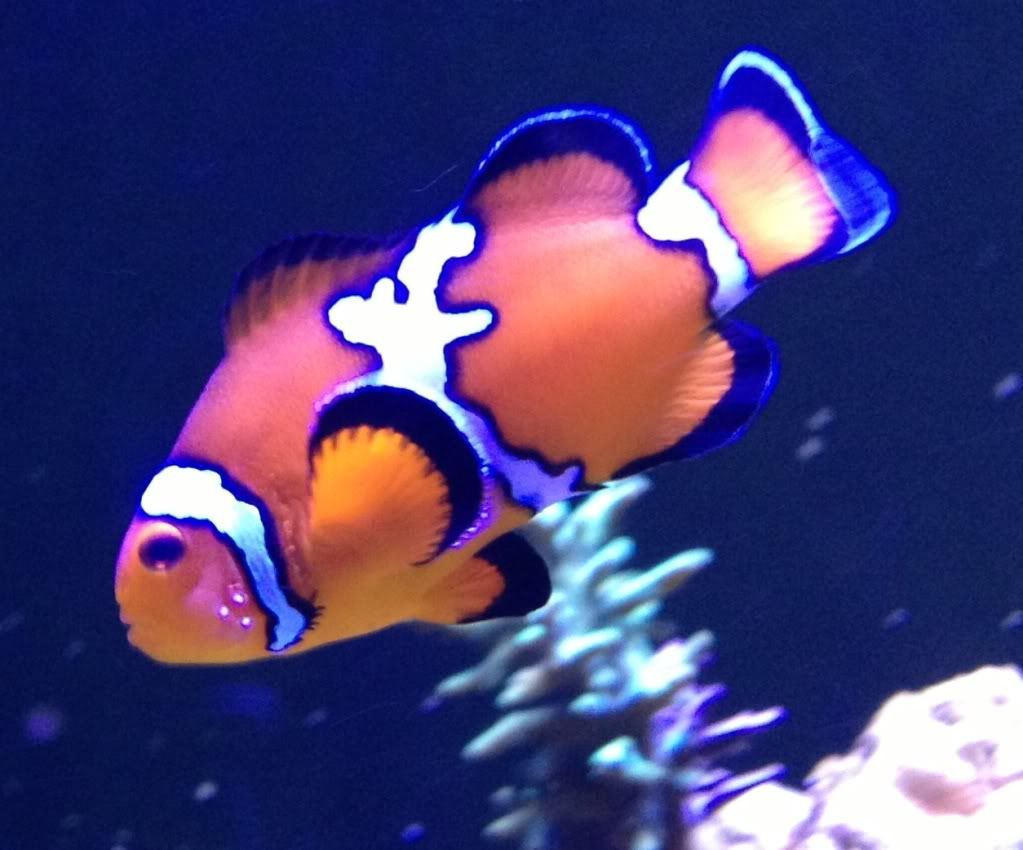 fish_zps5903c35e.jpg