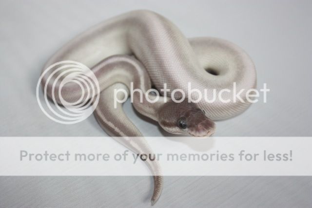 SE England - *High end ball pythons for sale* coral glow | Reptile Forums